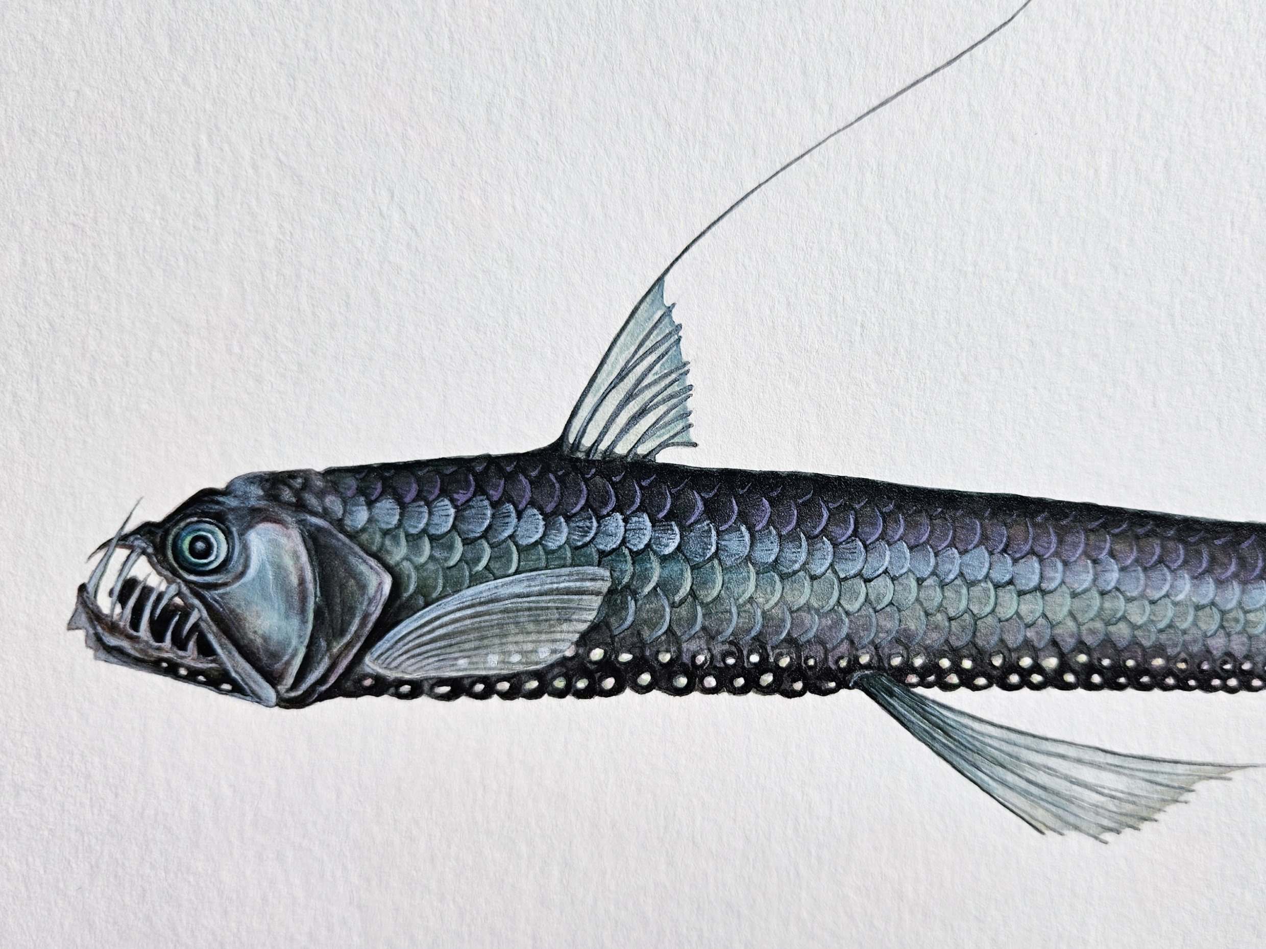 Viperfish