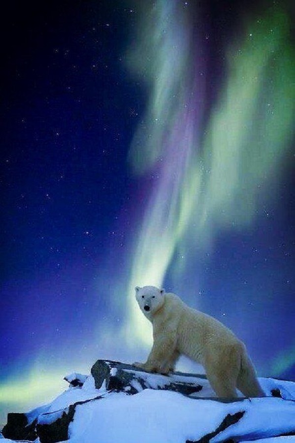 Bear Witness Graphic