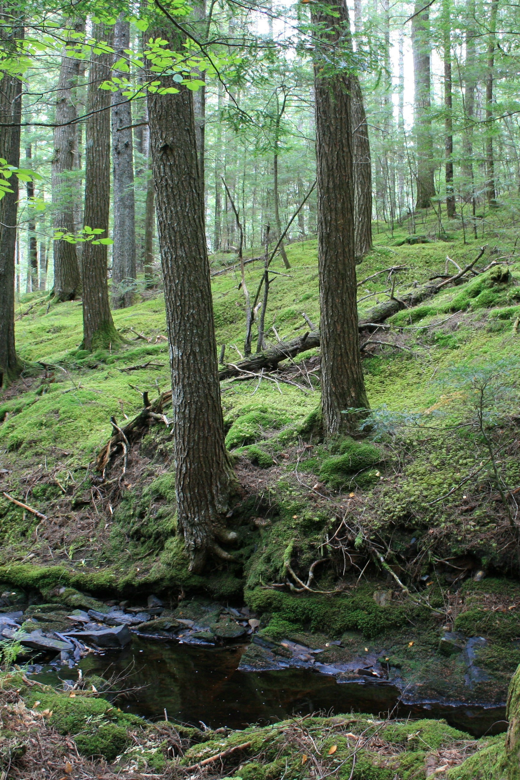 Ecology Action Centre Earthly Life Forest Photo