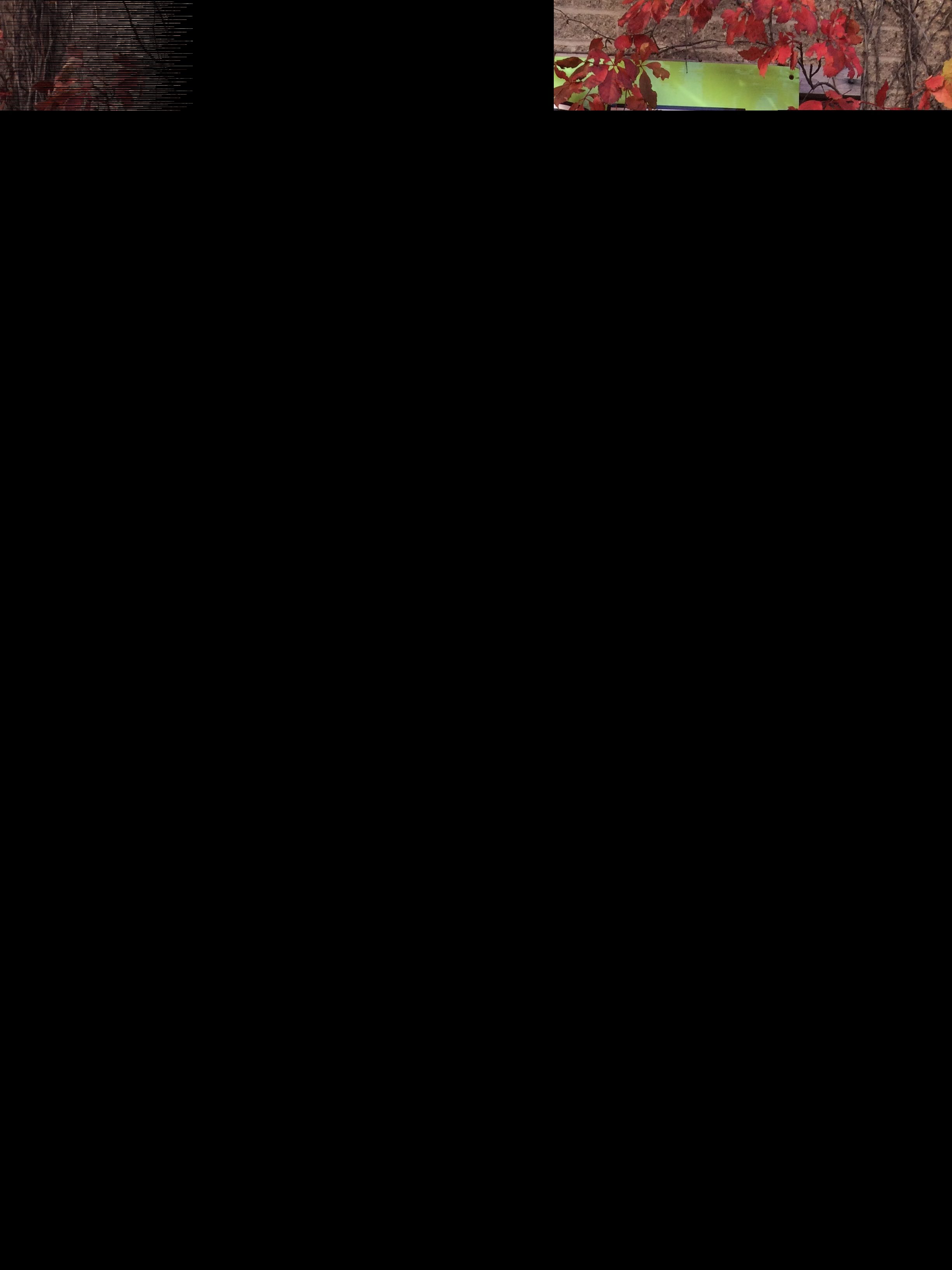 Img 1981