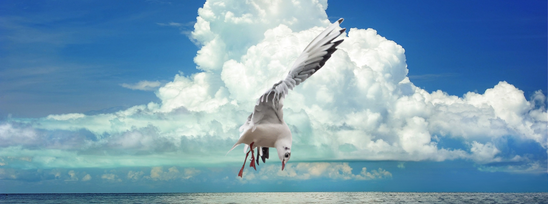 Bird Tower