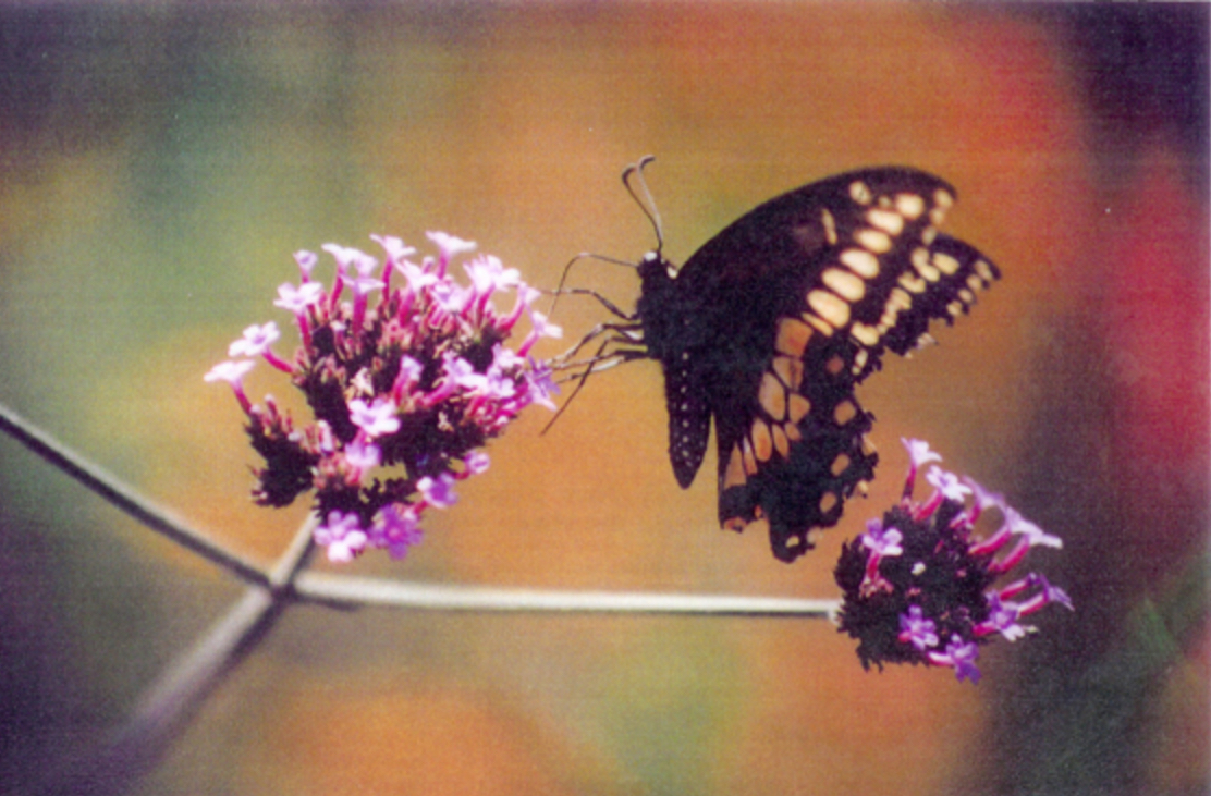 Mike Macdonald Digital Garden Detail of placemat series 5 1997